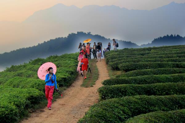 清晨，我們來到茶山
