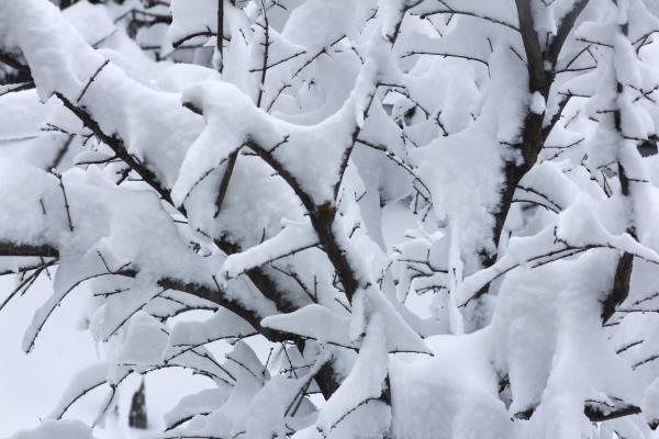 瑞雪兆豐年，淮南迎來吉祥雪