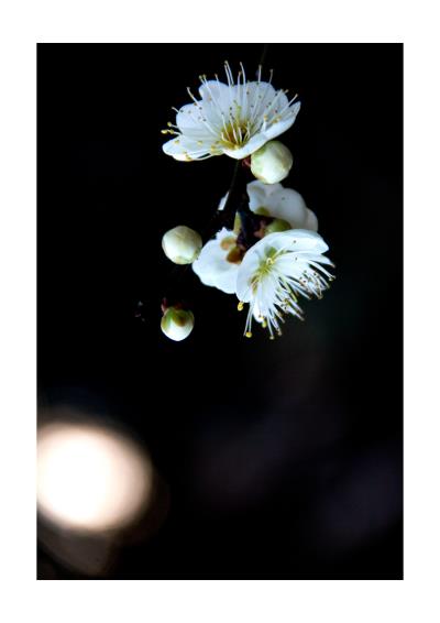 聞香梅花