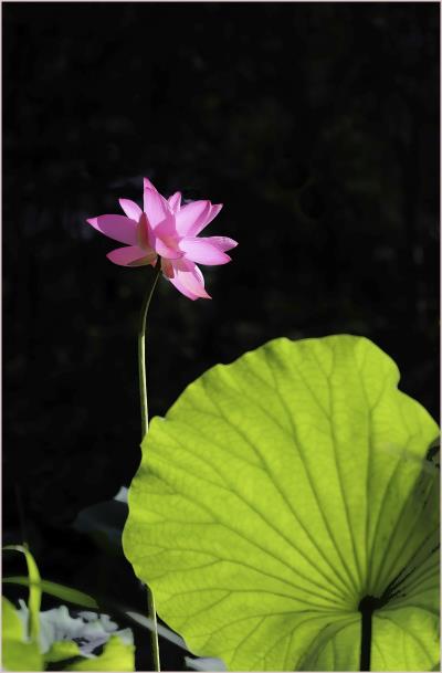 荷