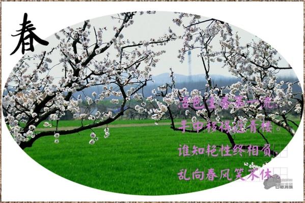 從此雪消風(fēng)自軟  梅花合讓柳條新