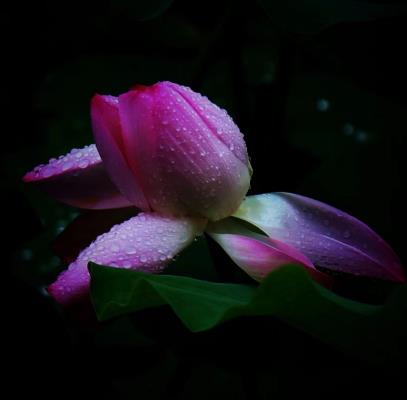 小品：巜龍湖細雨潤殘荷》