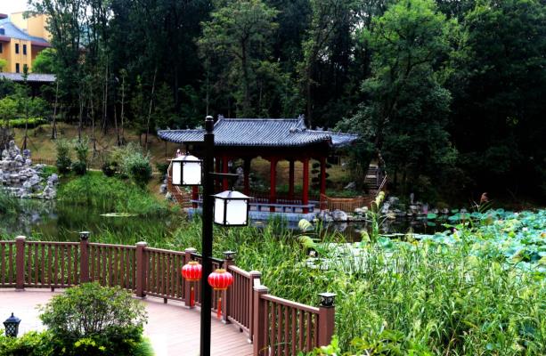 初秋：淮礦健康公園《荷塘.意境》