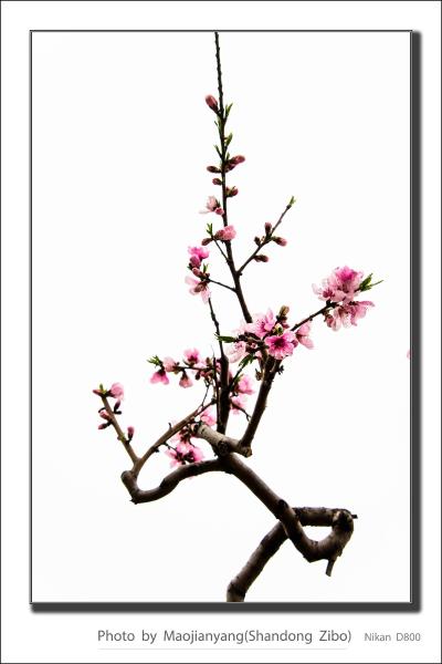 桃花依舊笑春風