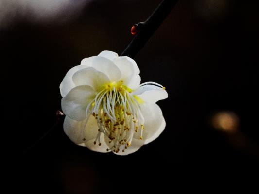 梅花暗香來  春風誘人醉