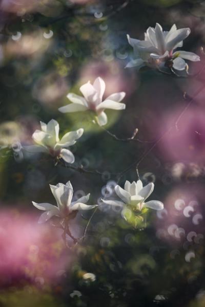 玉蘭花