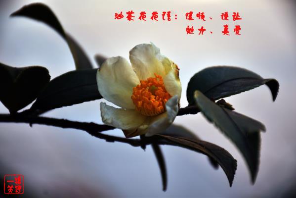不爭自芬芳