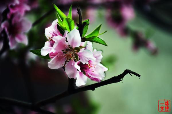 又見桃花燦燦開