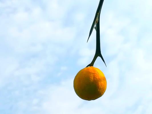 《秋意枝頭鬧，遠村入畫來》