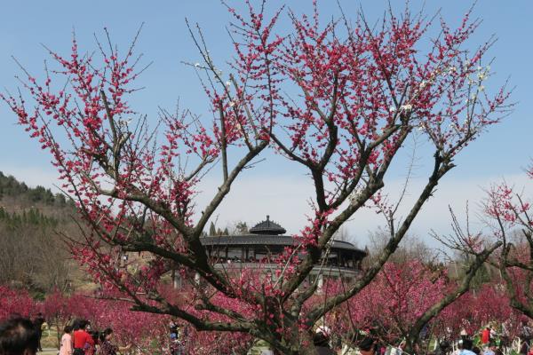 春暖舜耕山 歡樂梅花園