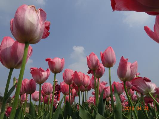 舜耕山中郁金香