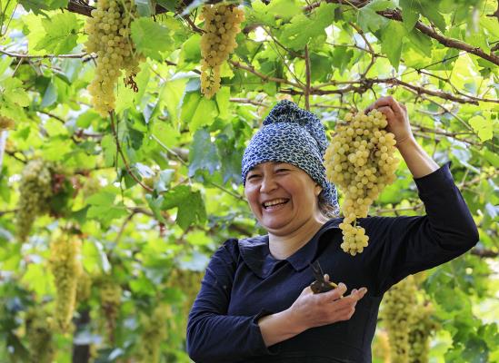 吐魯番的葡萄熟了