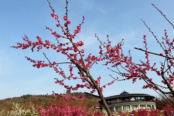 舜耕山梅花春來俏