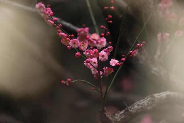老梅新枝吐芳華