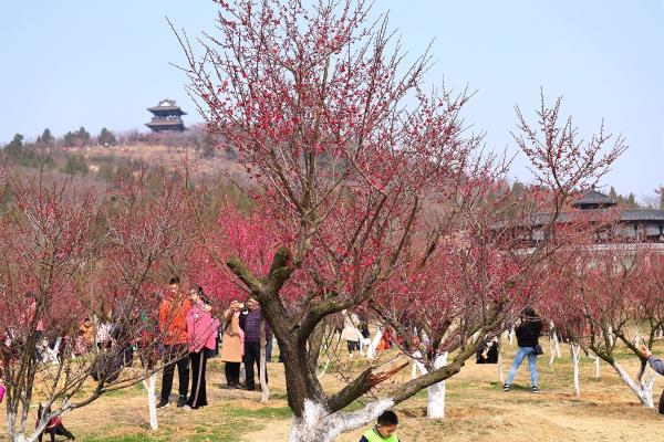 舜耕山梅園