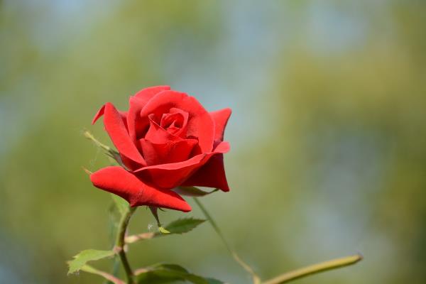 百花爭春     爭奇斗艷