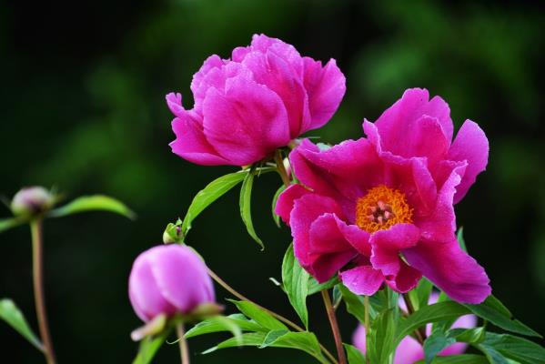 芍藥花開