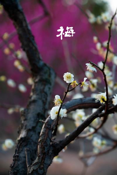 百花齊放俏爭春