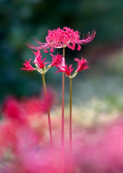 曼珠沙華