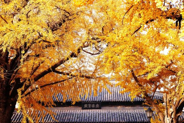 古城尋覓“黃金甲”