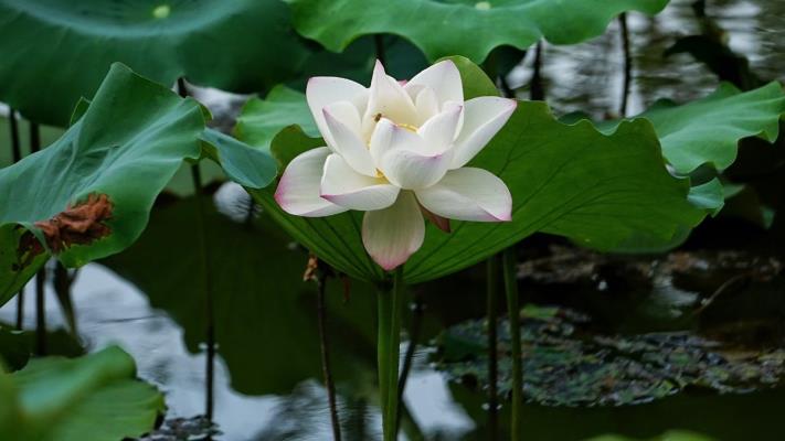 散文詩(shī)/荷塘清風(fēng)焦崗湖