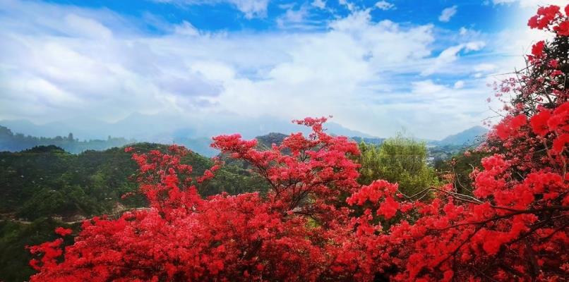 《沐花海  我為花》