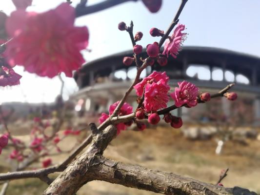 三月春梅盛開(kāi)時(shí) 舜耕山上好風(fēng)景