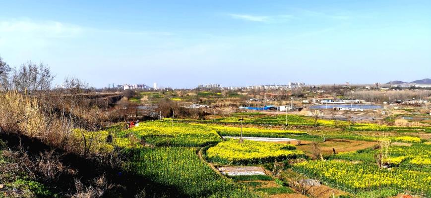 油菜花開春意濃