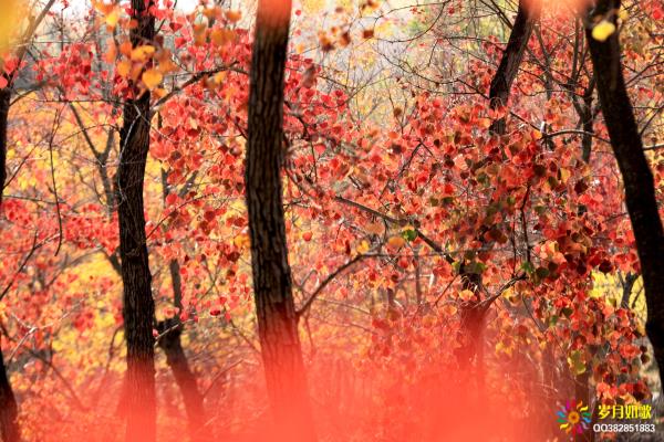 行行攝攝之帶你走進紅葉小樹林