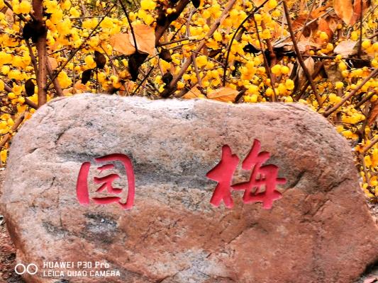 行行攝攝之走進梅園