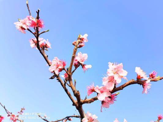 人面不知何處去，桃花依舊笑春風
