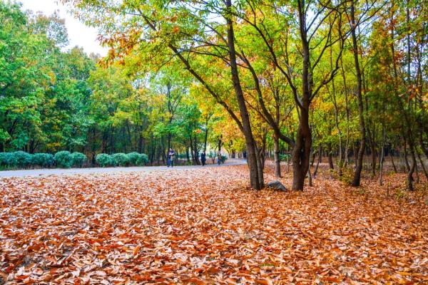 胡鳳茹《走進秋天》