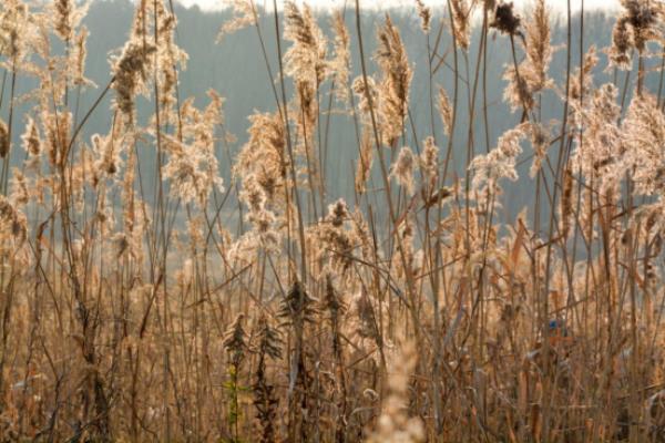 攝影：張春光  撰文：邵中敘《它們的湖》