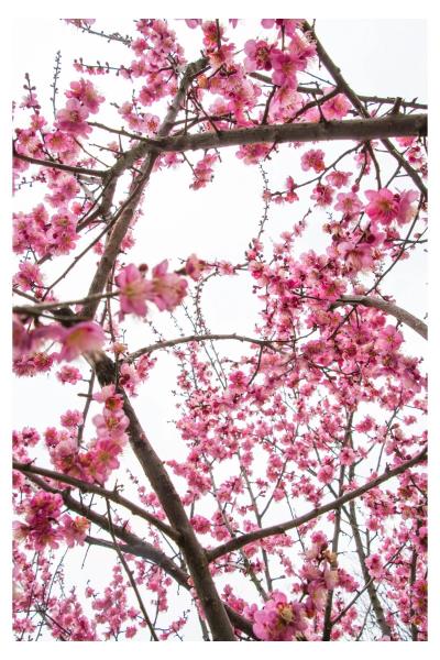 攝影：張春光  撰文：胡鳳茹《梅的傾訴》