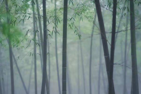 廖延竹 | 獨立無懼，遁世無悶