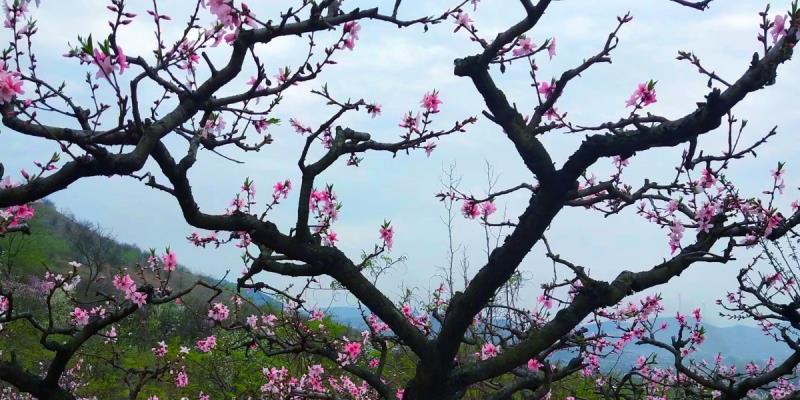 花動一山春色