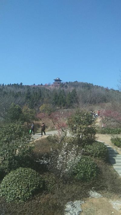 七律：洞山梅園——感謝詩友們雅和