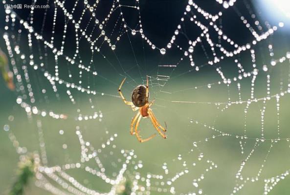 七律：蜘  蛛