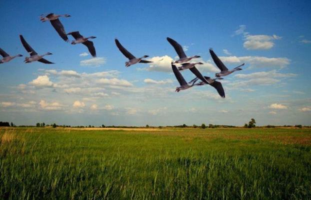 七絕二首：浮云 、征雁