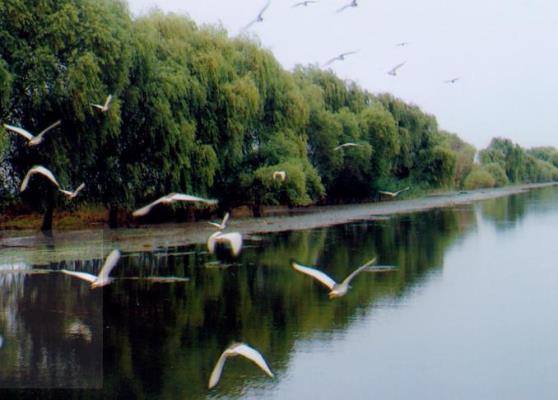 鷓鴣天  .  雨后湖景