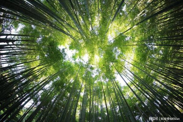 步韻蘇林生君《詠竹》奉和