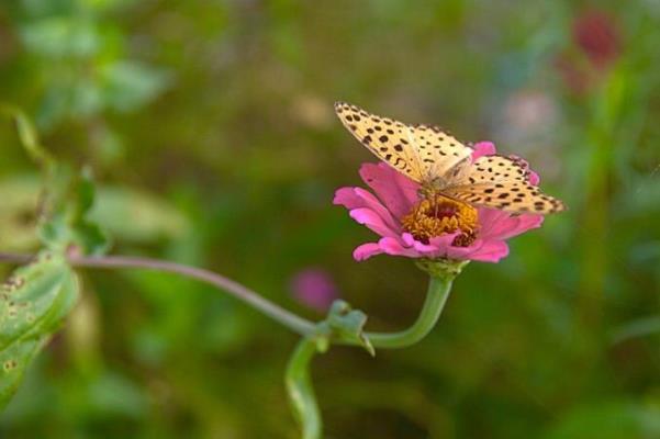 七絕  蝴 蝶——感謝詩友唱和