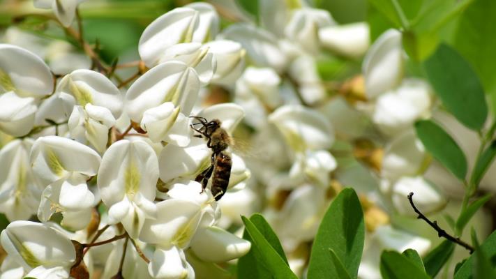 七絕：詠槐花—感謝詩友唱和