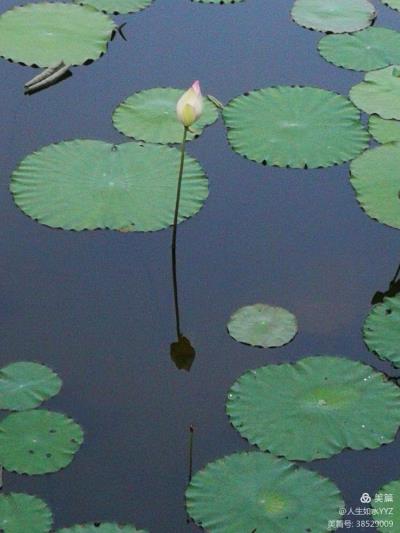 詩(shī)友唱和淮上老驥《河邊漫步偶得》