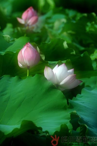 依韻孫登先君《 窯山荷池 》奉和