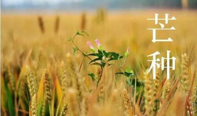 七律：芒種抒懷——感謝詩(shī)友唱和