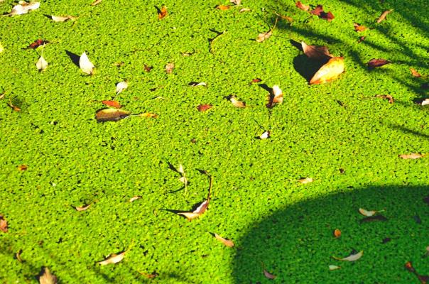 七律：初冬郊游抒懷