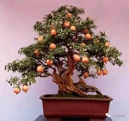 詩友唱和 七律：《贊榴樹》