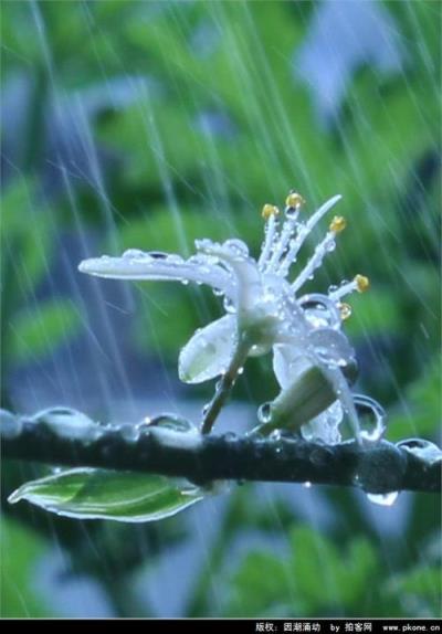 詩友唱和《迎春曲》