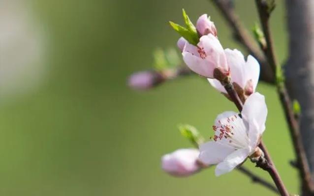 詩友唱和《鷓鴣天 . 返鄉》